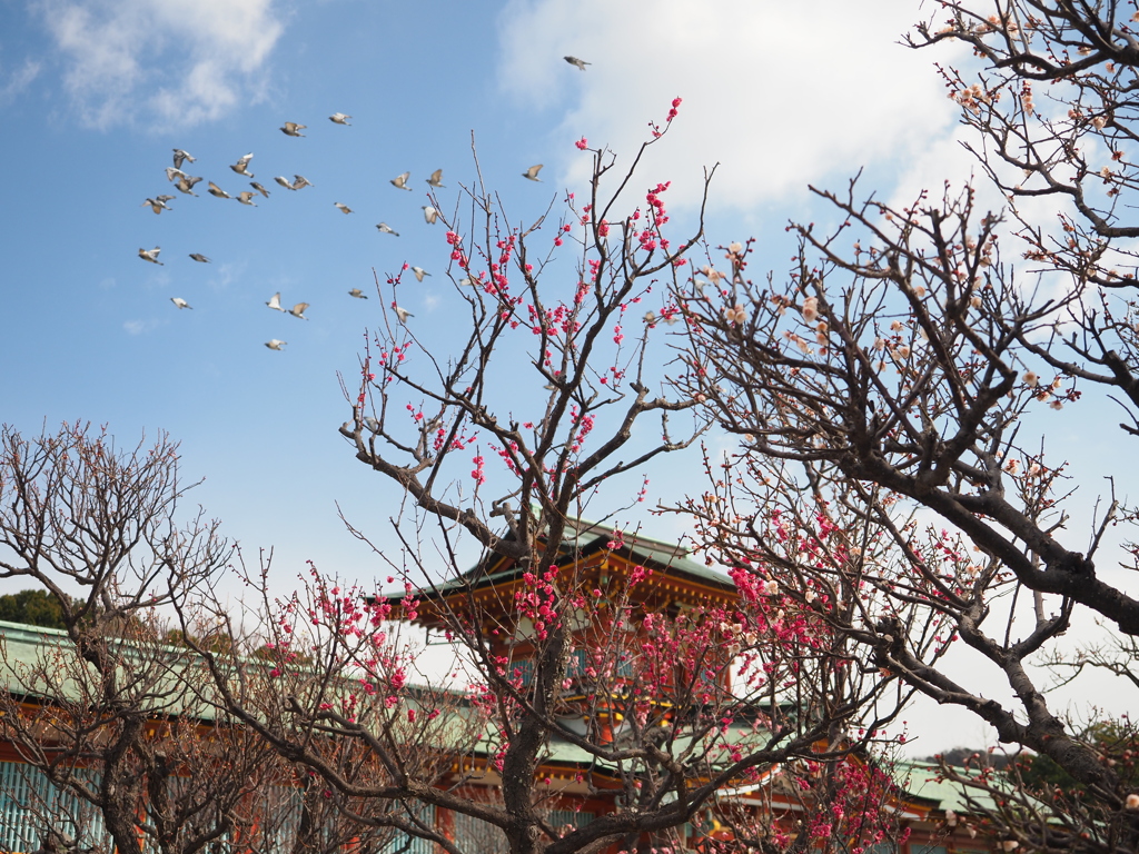 梅花咲く天満宮