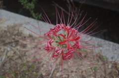 彼岸花その後