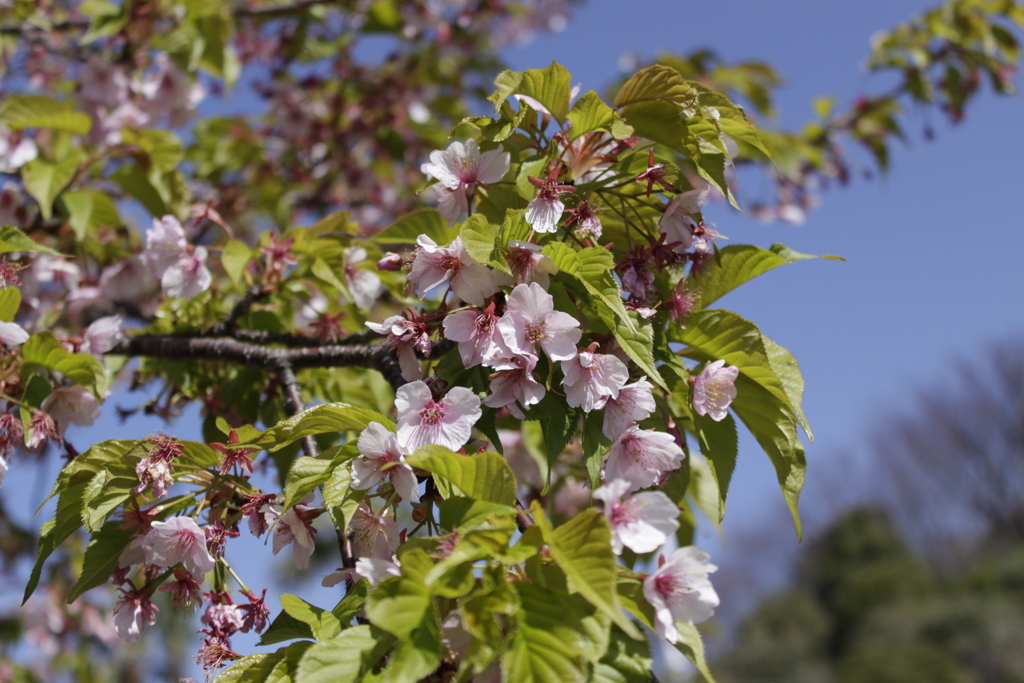 葉桜もまた良し