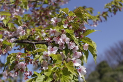 葉桜もまた良し