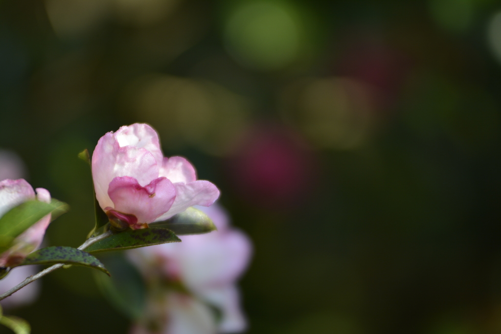 山茶花