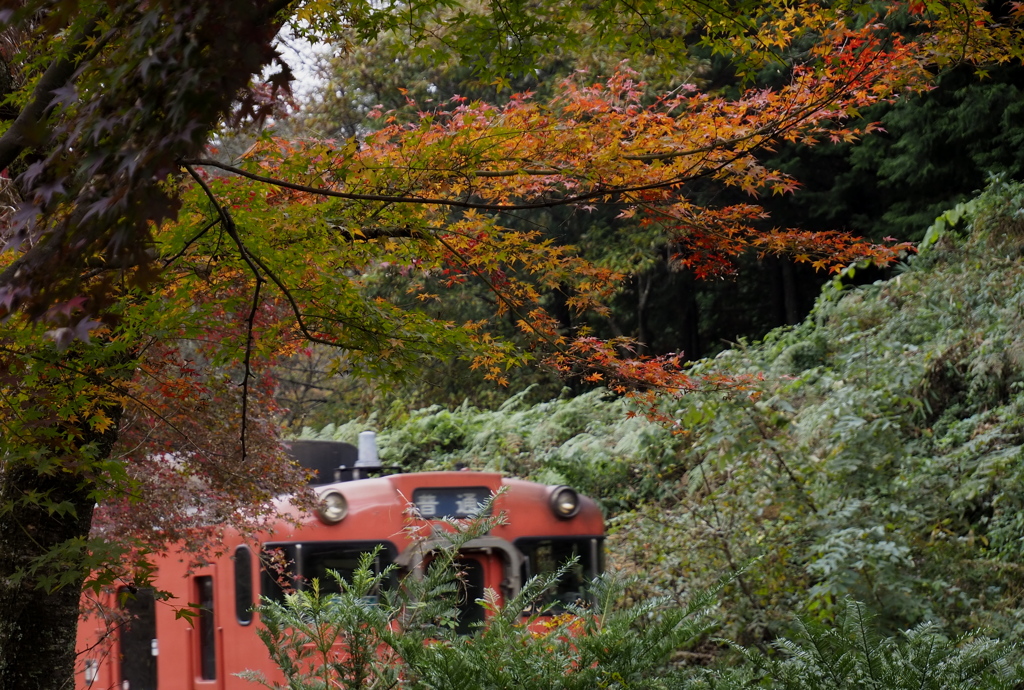紅葉から見送られ