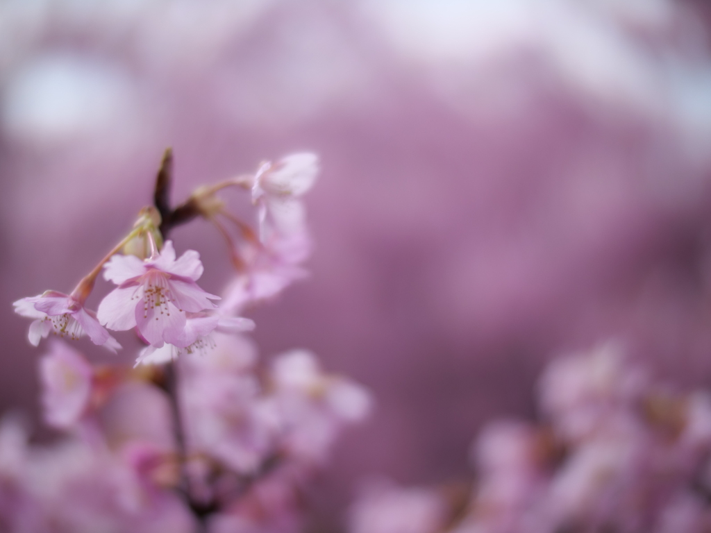 早桜（河津桜）