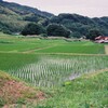 恵みの雨の合間