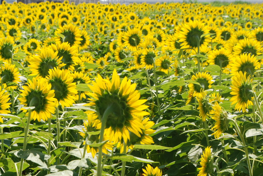 こっちを向いて