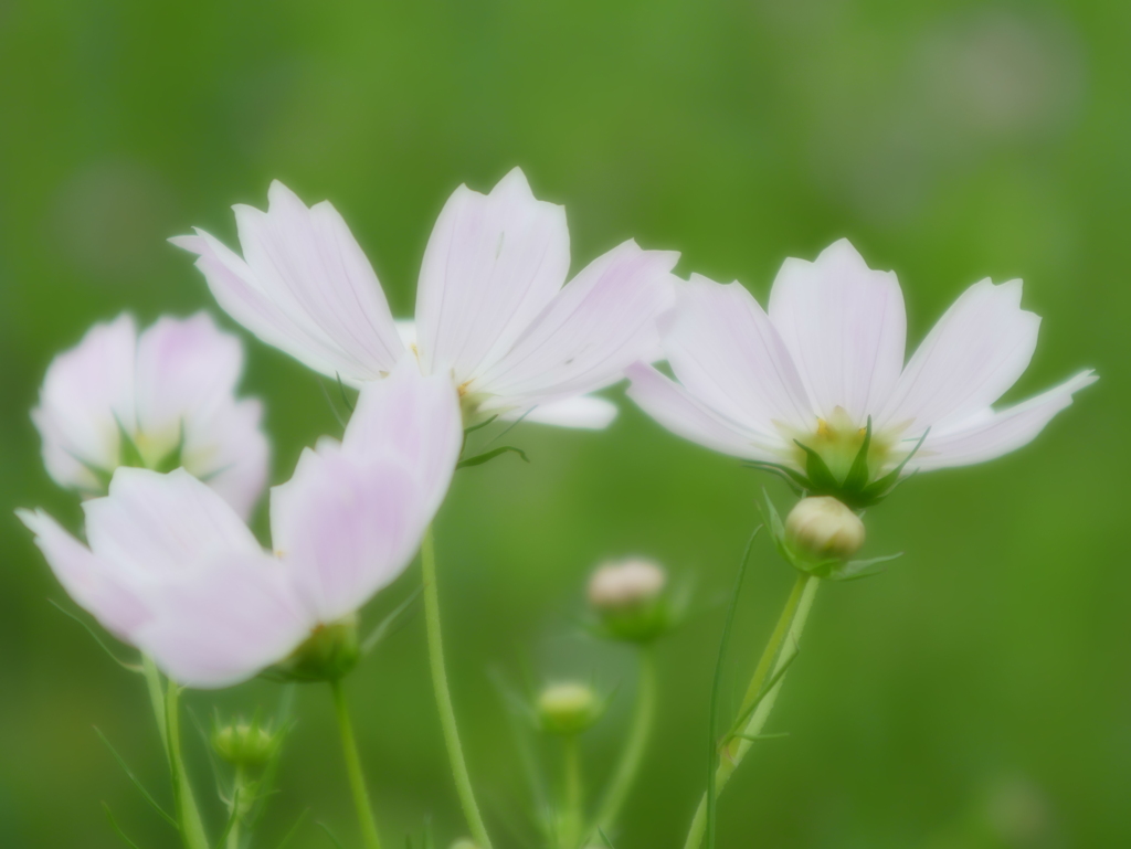 秋桜