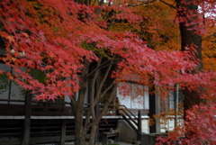 静紅