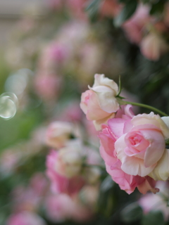 薔薇散歩