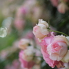 薔薇散歩