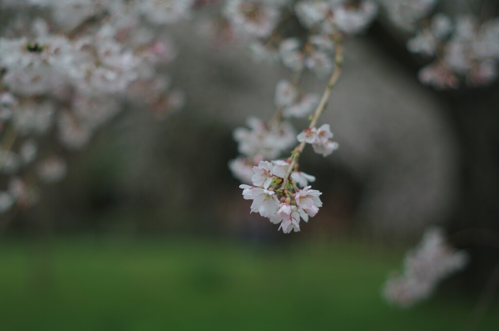 糸桜咲いた