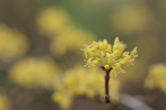 ちっちゃな黄金花火