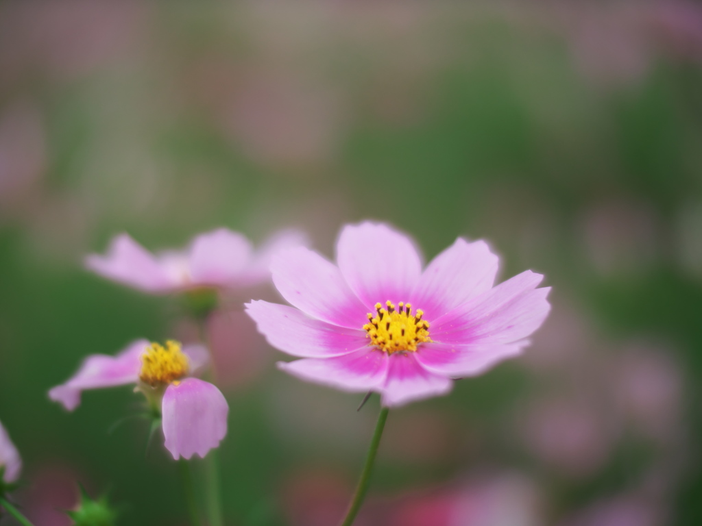 秋桜
