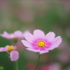 秋桜