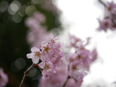 春陽のなかで（１）