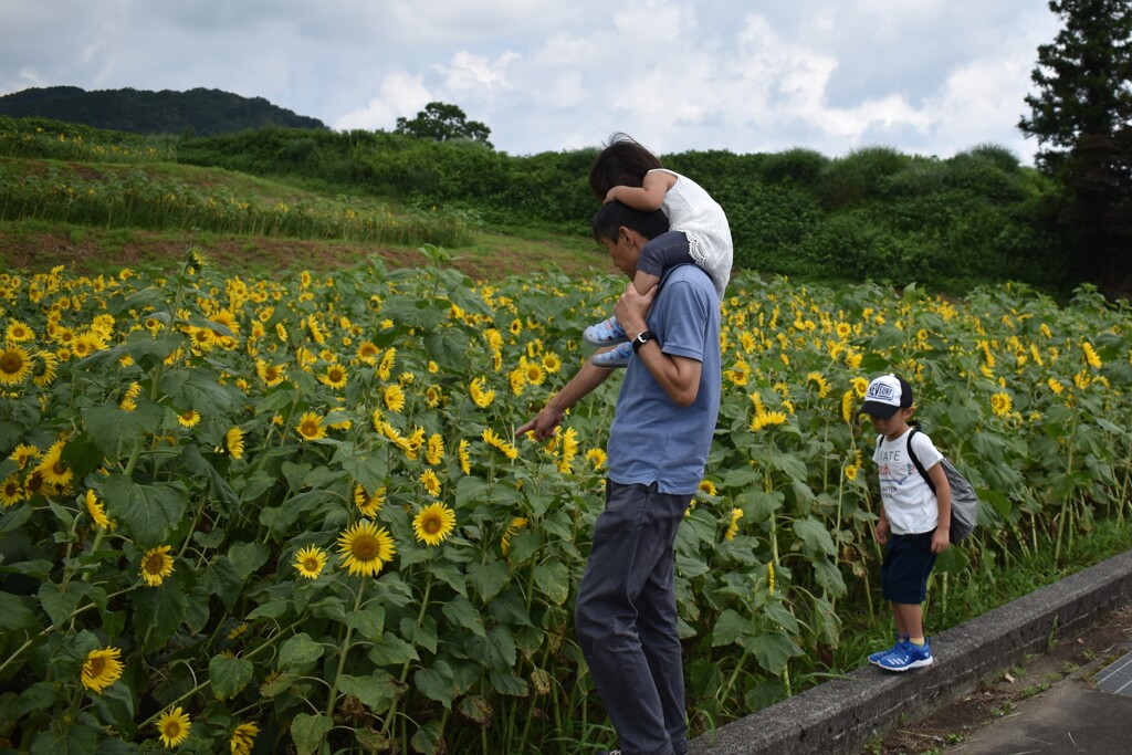 想いでのひまわり