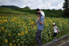 想いでのひまわり