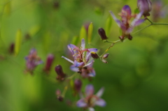 ほととぎす ほととぎす