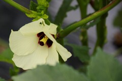 おくらの花