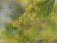 アカシアの目覚め