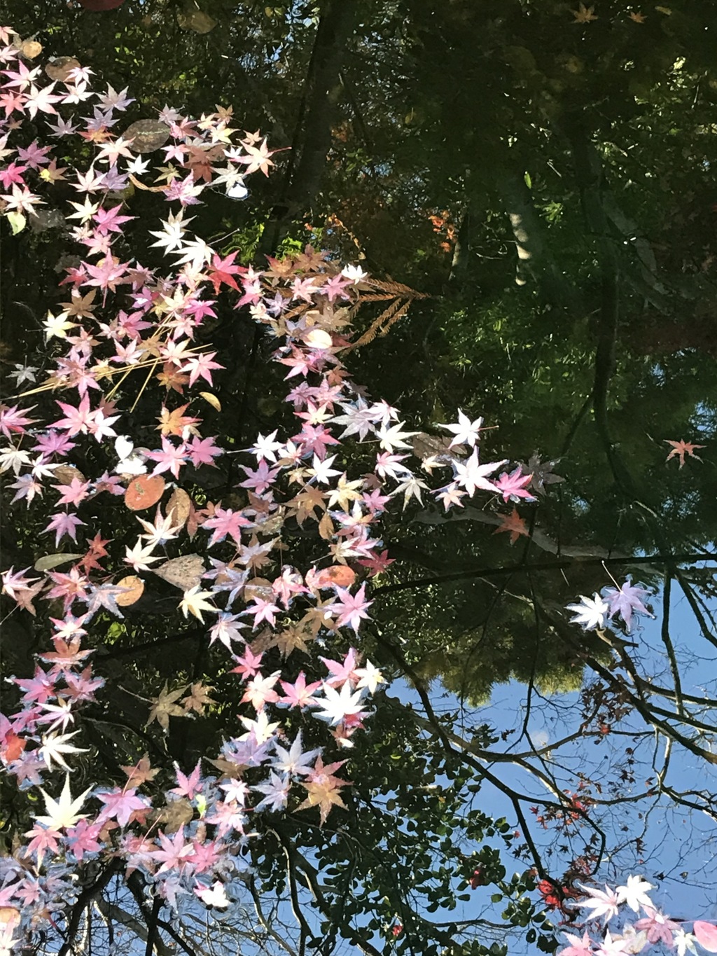 一歩一景（11）