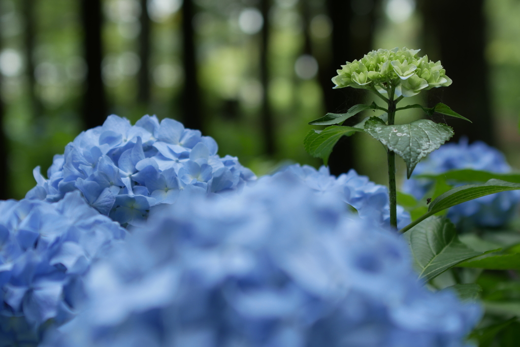 紫陽花の森で