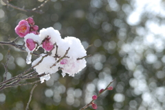 雪中紅梅