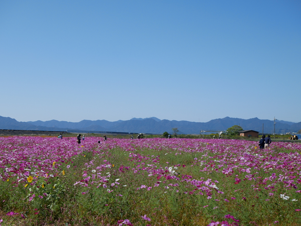 空と山と秋桜と