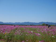 空と山と秋桜と