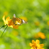 黄花に黄蝶