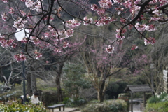 一足早いお花見