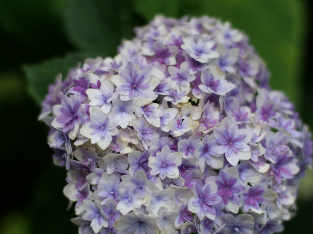ブーケのような紫陽花