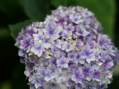 ブーケのような紫陽花