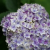 ブーケのような紫陽花