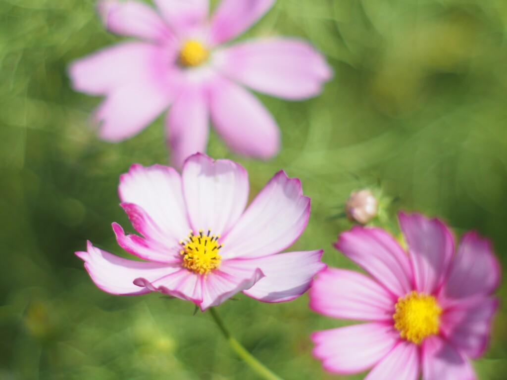 秋桜