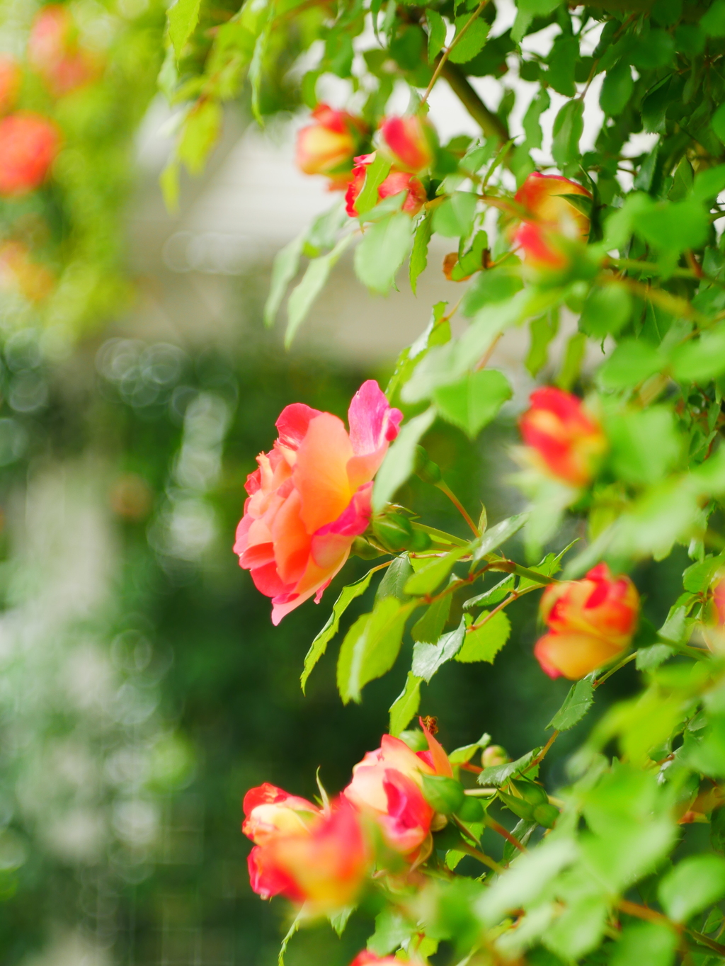 小雨の合間に（オールドレンズで薔薇を）