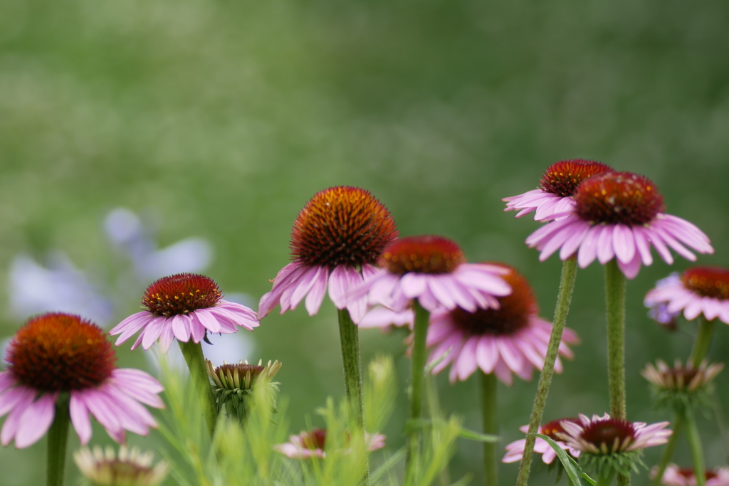 ６月の花