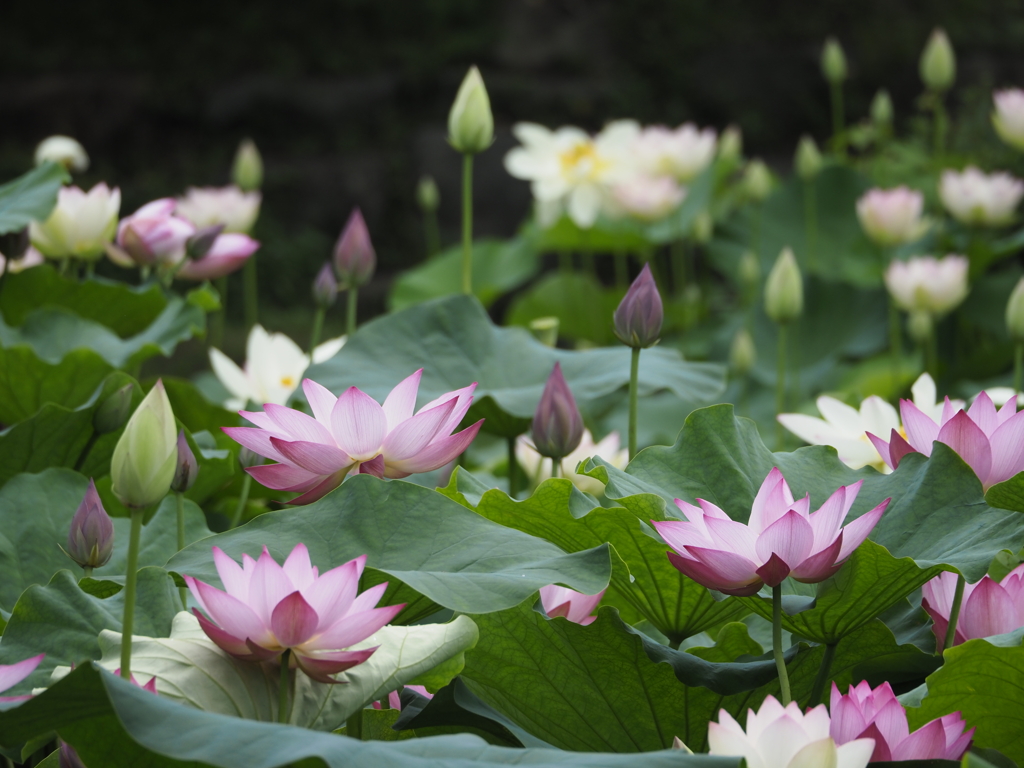 蓮華紀行（天上の華）