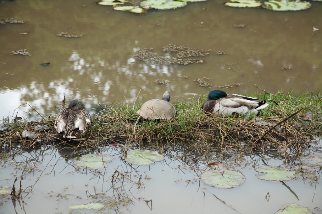 それぞれの昼下がり