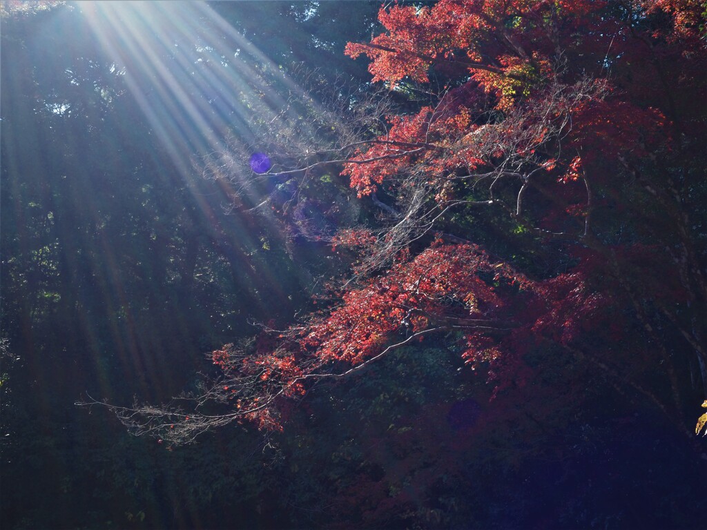 陽降る