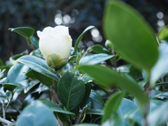 白椿