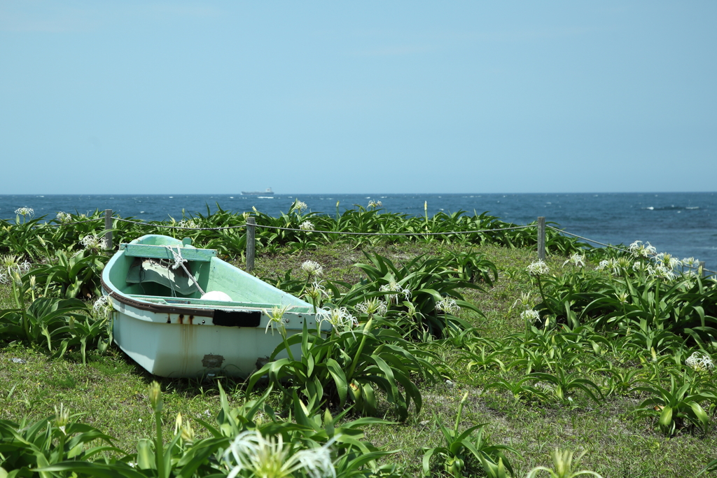 浜木綿咲く海辺