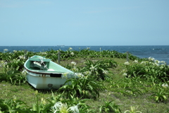 浜木綿咲く海辺