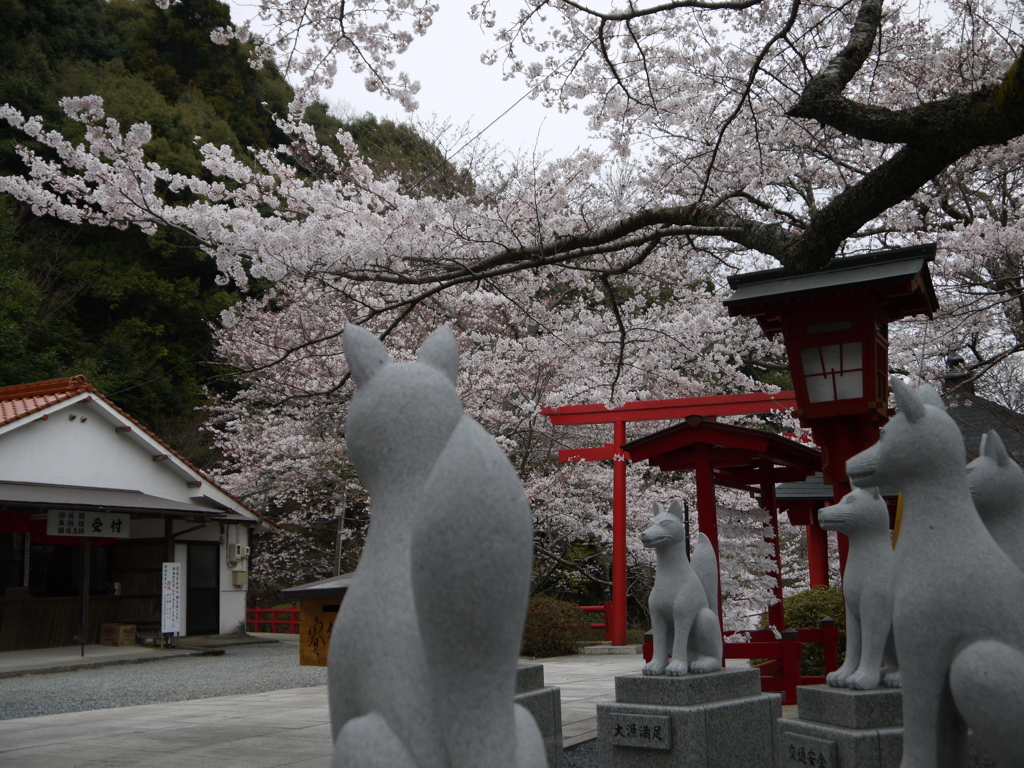 狐の花見