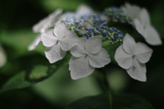 紫陽花