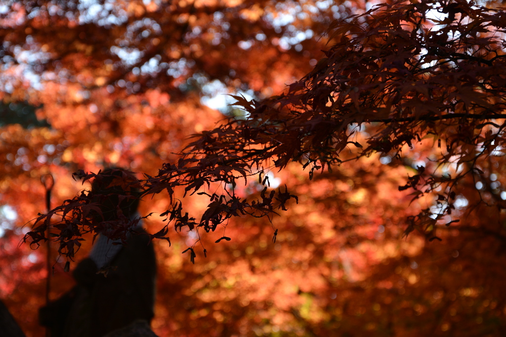 紅の閑けさ