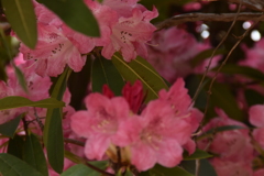 淡く燃える