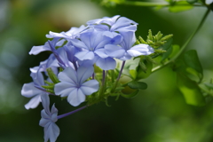 薄花色