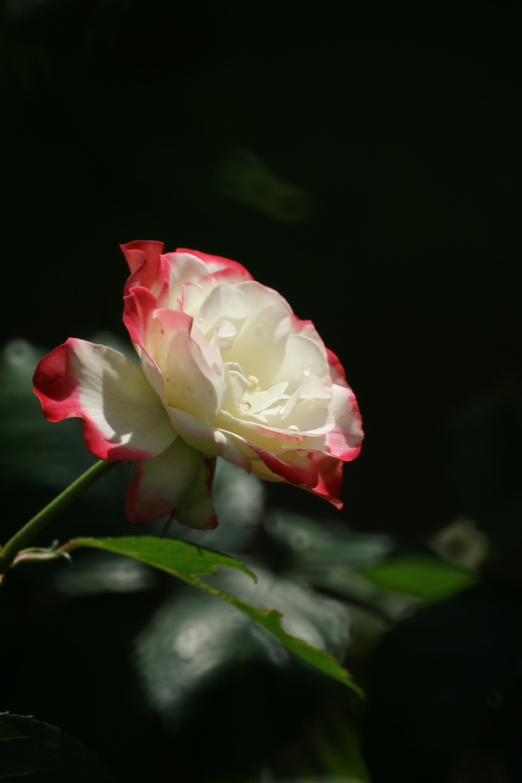 空港に薔薇を撮りに行こう