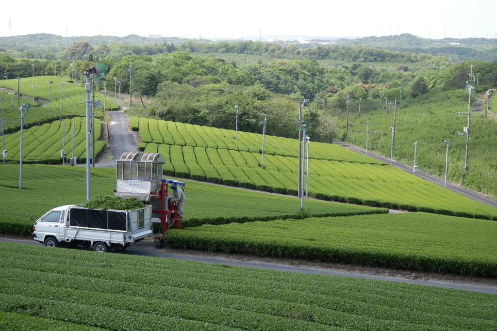 摘み取り風景