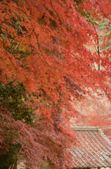 屋根も染まって